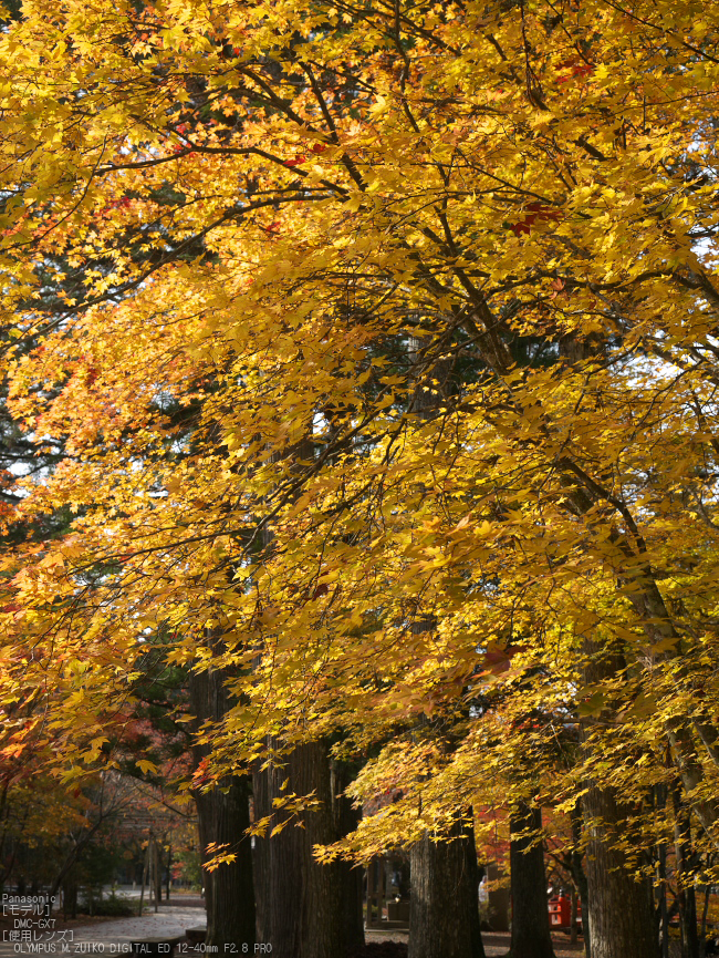 高野山,紅葉（Panasonic,GX7）_2013yaotomi_16s.jpg