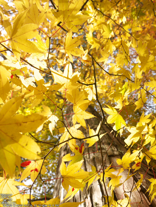 高野山,紅葉（Panasonic,GX7）_2013yaotomi_21s.jpg