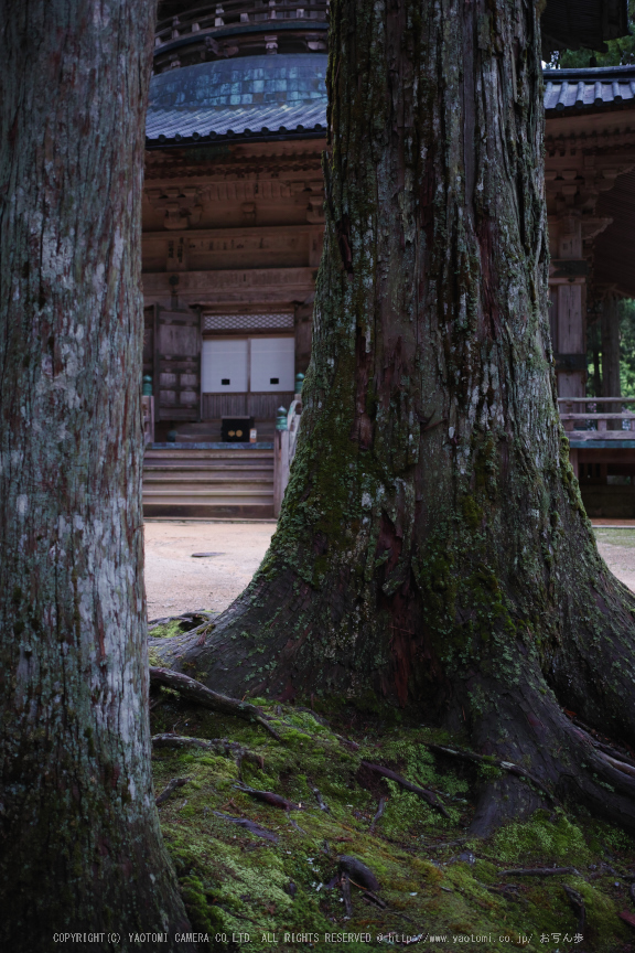 高野山.DP2,Quattro(SDIM0121,2.8)2014yaotomi_.jpg