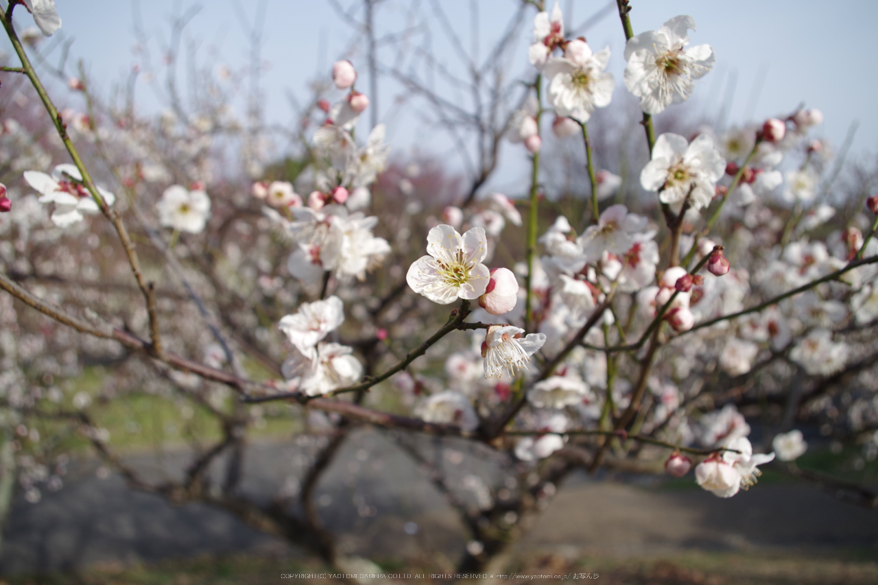 http://www.yaotomi.co.jp/blog/walk/18mm%2C%E3%83%9E%E3%82%AF%E3%83%AD%28f-5.6%2C1280p%292015yaotomi_04.jpg