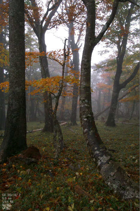 201010_大台ヶ原紅葉_9.jpg