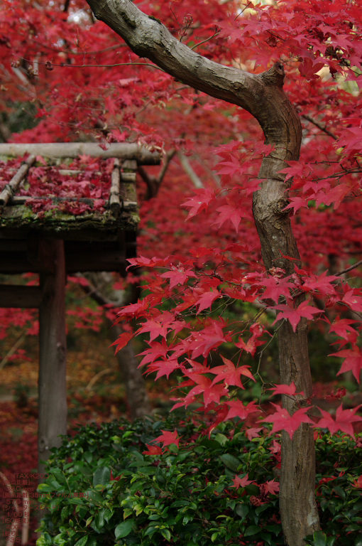 2010_厭離庵・紅葉_3.jpg