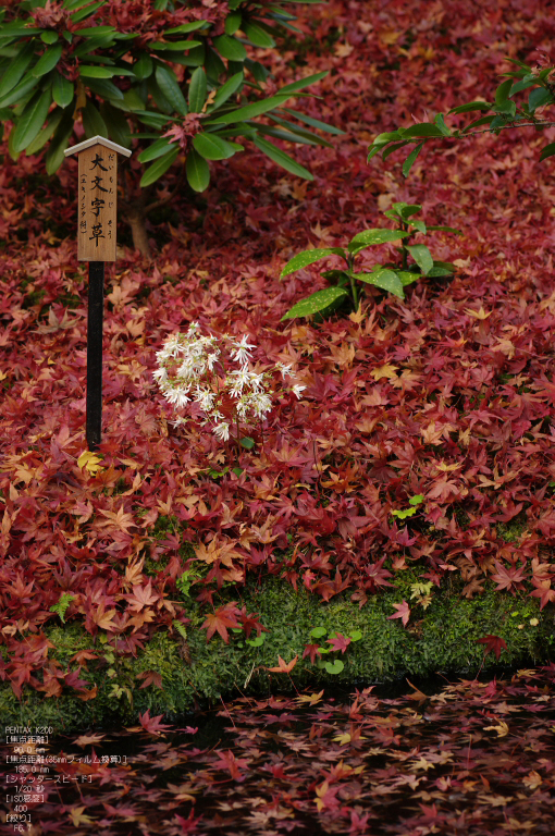 2010_天龍寺・紅葉_11.jpg