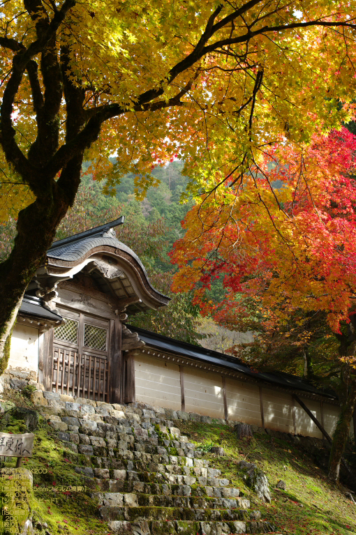 2010_常照皇寺・紅葉_5.jpg