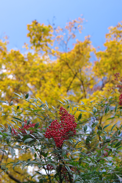 2010_正暦寺・紅葉_14.jpg