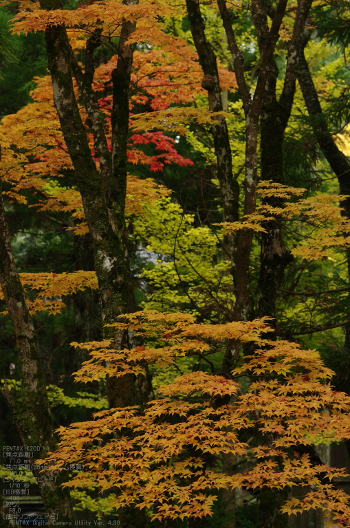 2010_高野山紅葉_17.jpg