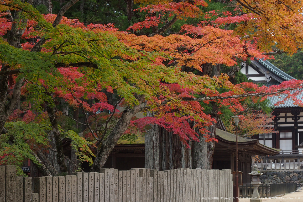 http://www.yaotomi.co.jp/blog/walk/2011%E9%AB%98%E9%87%8E%E5%B1%B1%E7%B4%85%E8%91%89_4.jpg