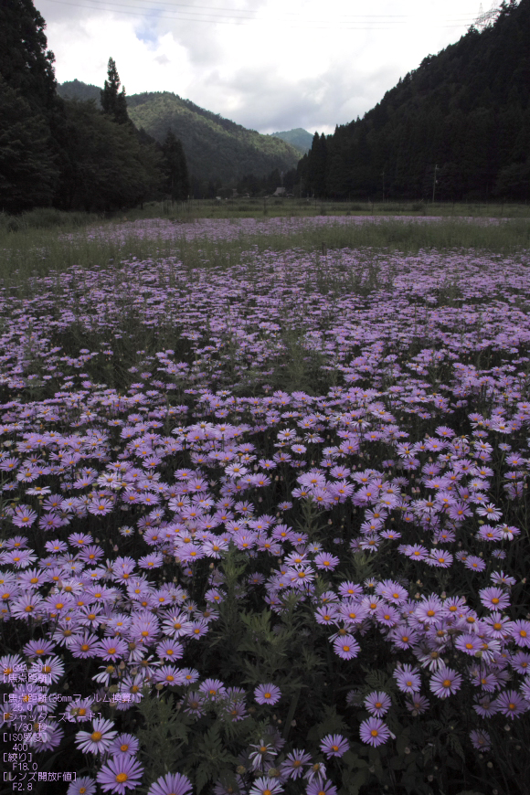 201108_北山友禅菊_4.jpg