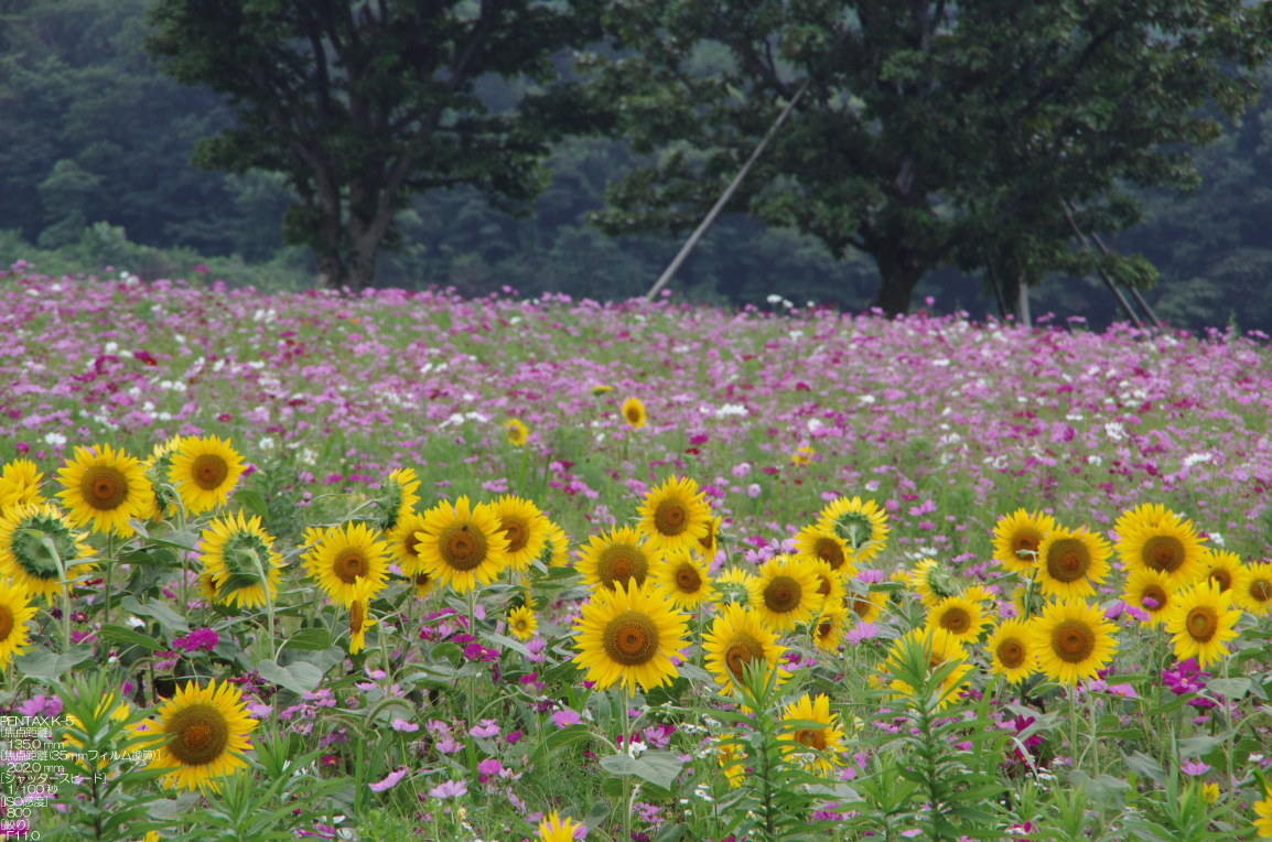 http://www.yaotomi.co.jp/blog/walk/201108_%E9%B3%A5%E5%8F%96%E3%83%BB%E5%A4%A7%E5%B1%B1%E3%81%BE%E3%81%8D%E3%81%B0_7.jpg