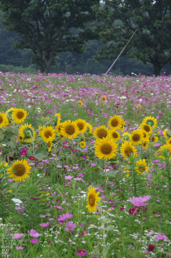 201108_鳥取・大山まきば_8.jpg