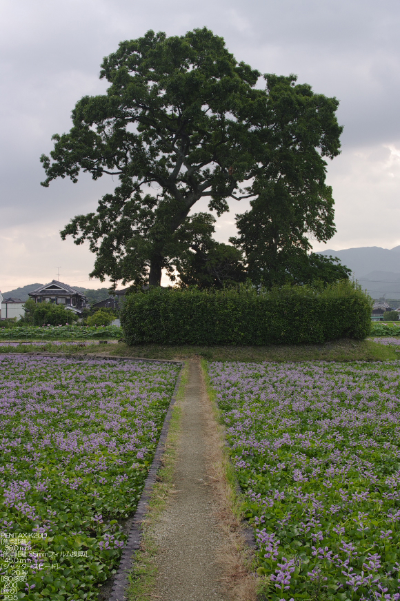 201108_K20D_本薬師寺跡_3.jpg