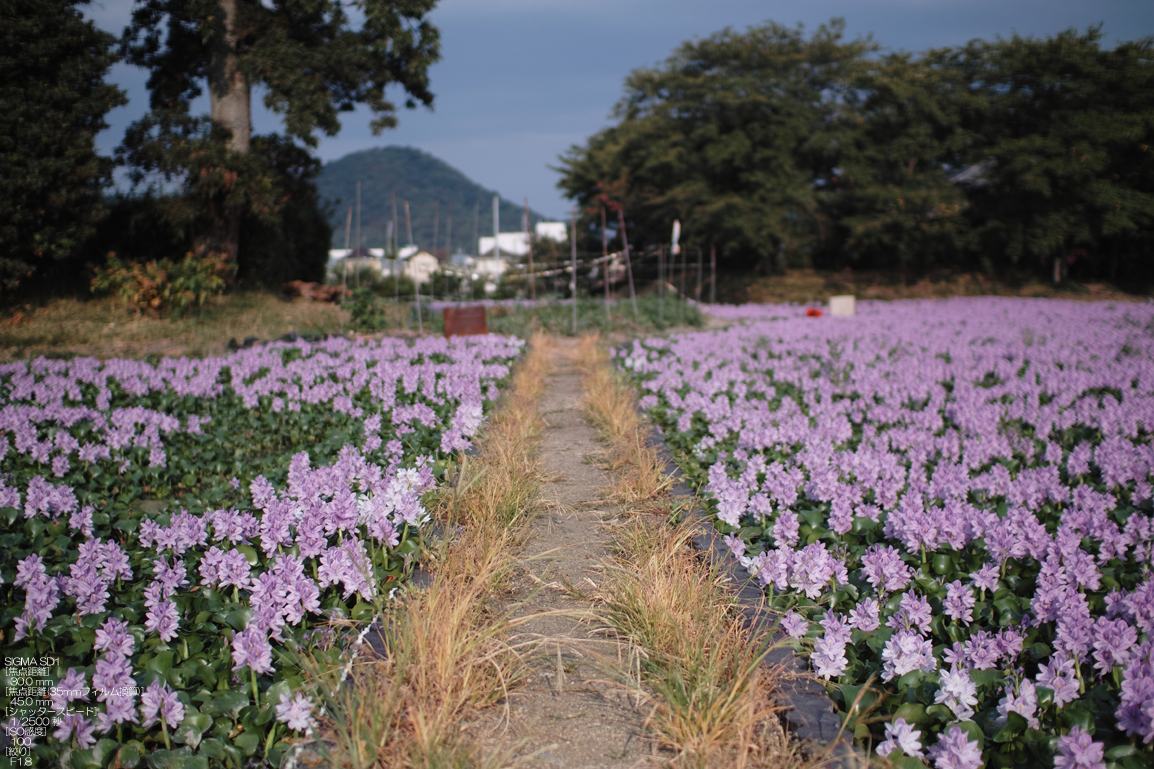 http://www.yaotomi.co.jp/blog/walk/201108_SD1_%E6%9C%AC%E8%96%AC%E5%B8%AB%E5%AF%BA%E8%B7%A1_4.jpg