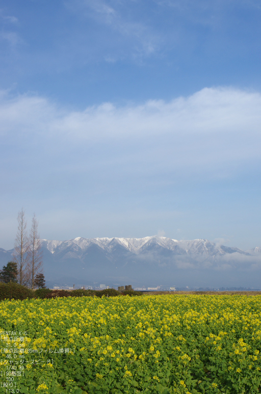 2011_なぎさ公園・菜の花_11.jpg