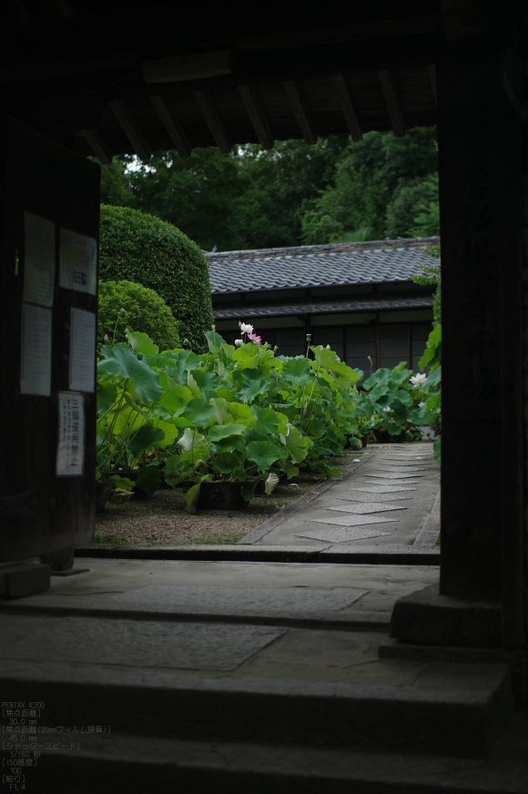 2011_唐招提寺・蓮_6.jpg