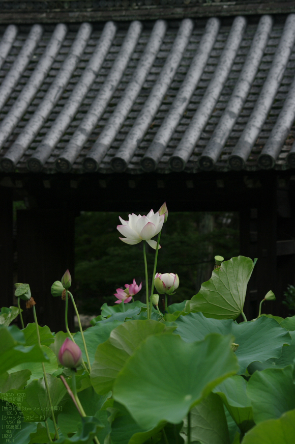 2011_唐招提寺・蓮_9.jpg