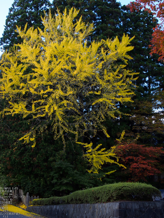 2011_高野山紅葉_16.jpg