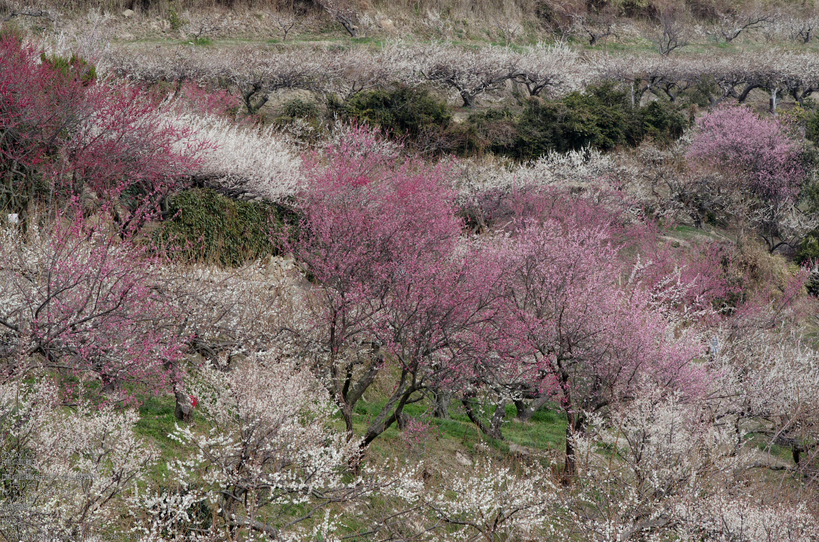 http://www.yaotomi.co.jp/blog/walk/2011_03_%E7%B6%BE%E9%83%A8%E5%B1%B1_29.jpg