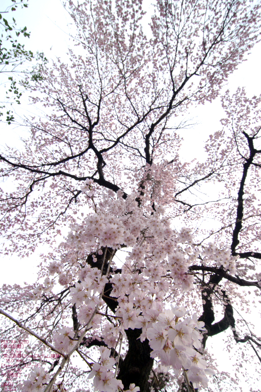 2011_3_報恩院・桜_10.jpg