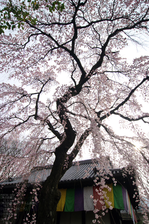 2011_3_報恩院・桜_4.jpg