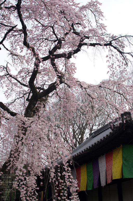 2011_3_報恩院・桜_6.jpg