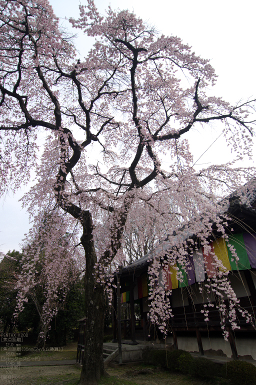 2011_3_報恩院・桜_7.jpg