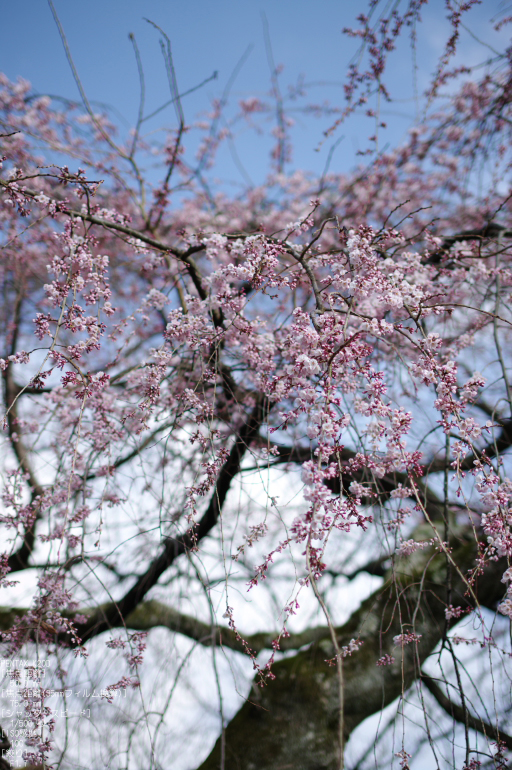 2011_3_岩屋寺・桜_5.jpg