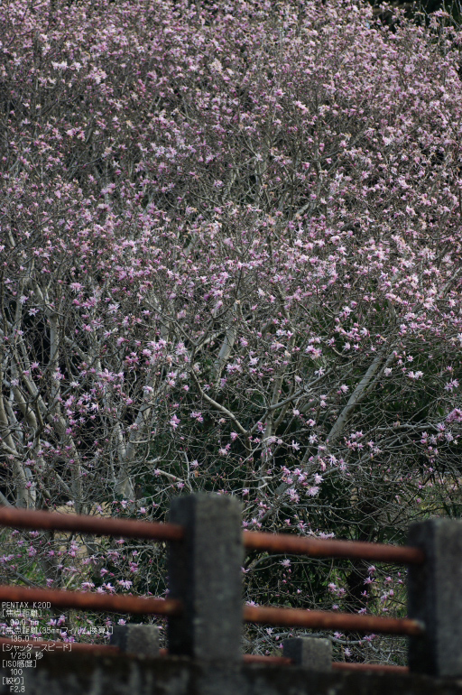 2011_3_明日香・辛夷_2.jpg