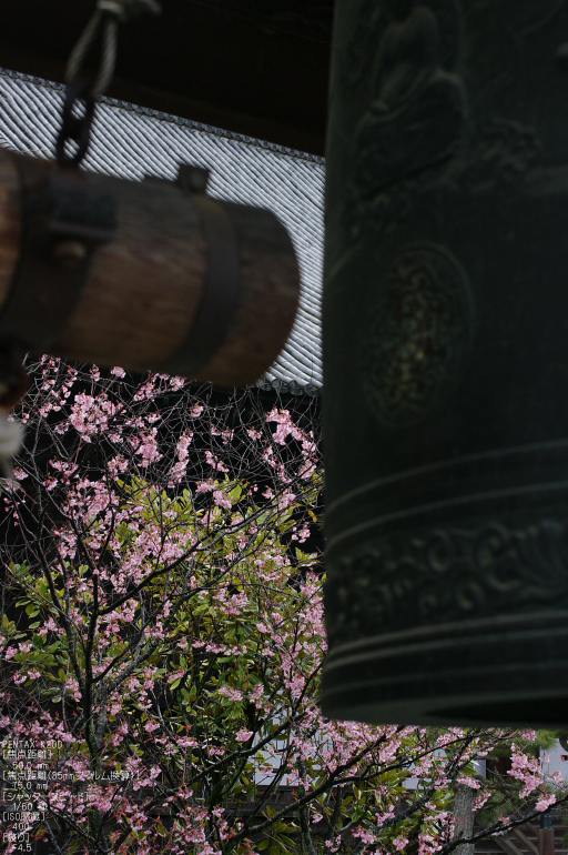 2011_3_百万遍知恩寺・桜_4.jpg