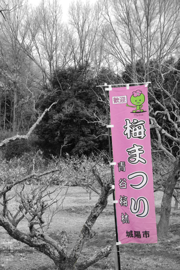 http://www.yaotomi.co.jp/blog/walk/2011_3_%E9%9D%92%E8%B0%B7%E6%A2%85%E6%9E%97_7.jpg