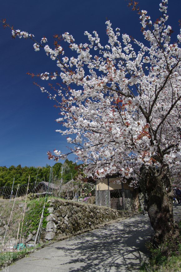 2011_4_三多気・桜_11.jpg