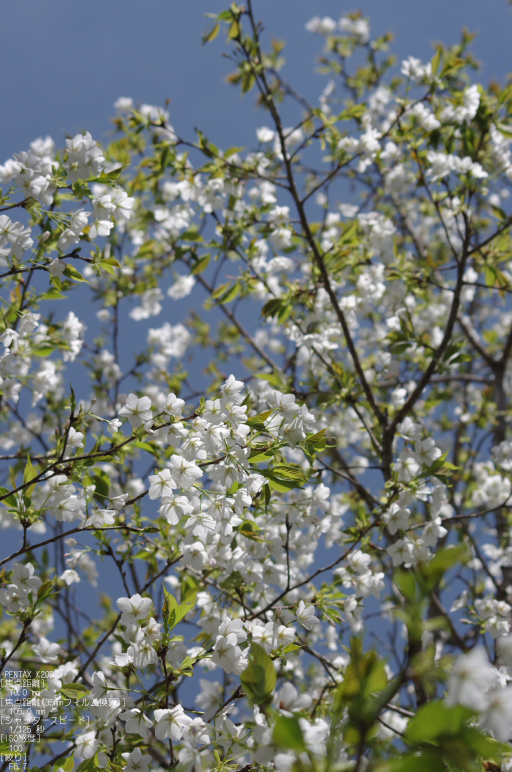 2011_4_三多気・桜_26.jpg