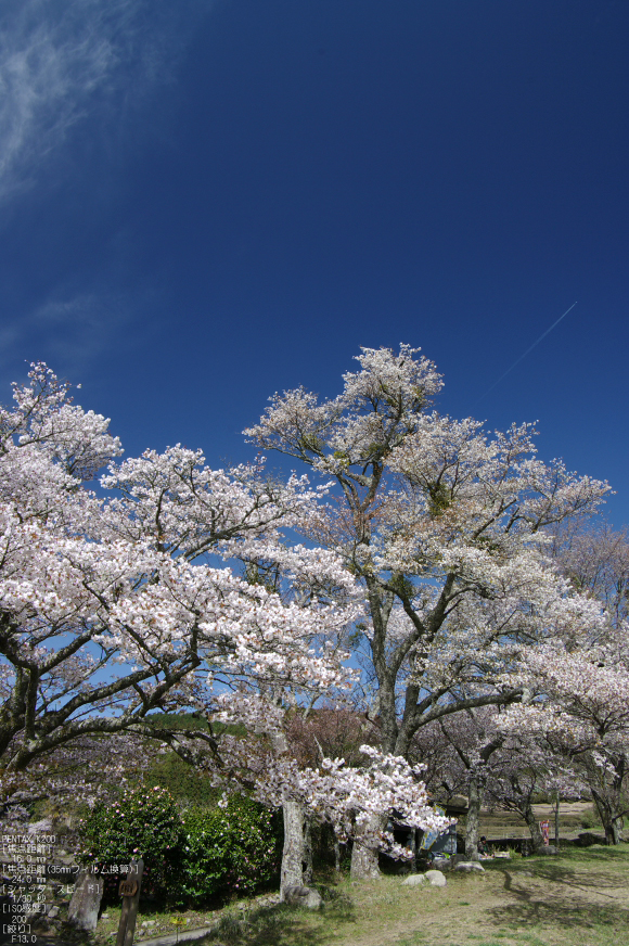 2011_4_三多気・桜_6.jpg