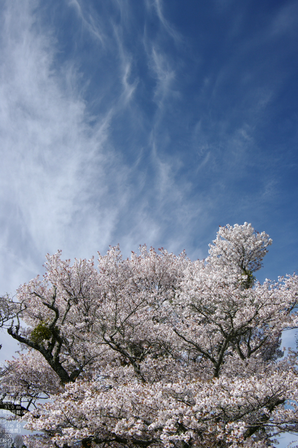 2011_4_三多気・桜_7.jpg