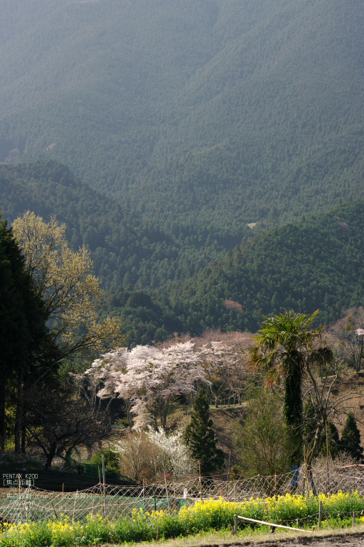 2011_4_三多気・桜_9.jpg