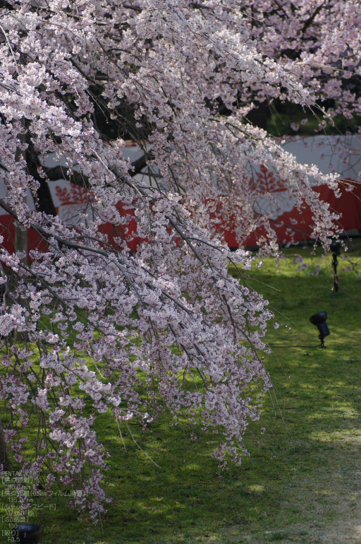 2011_4_三宝院・桜_10.jpg