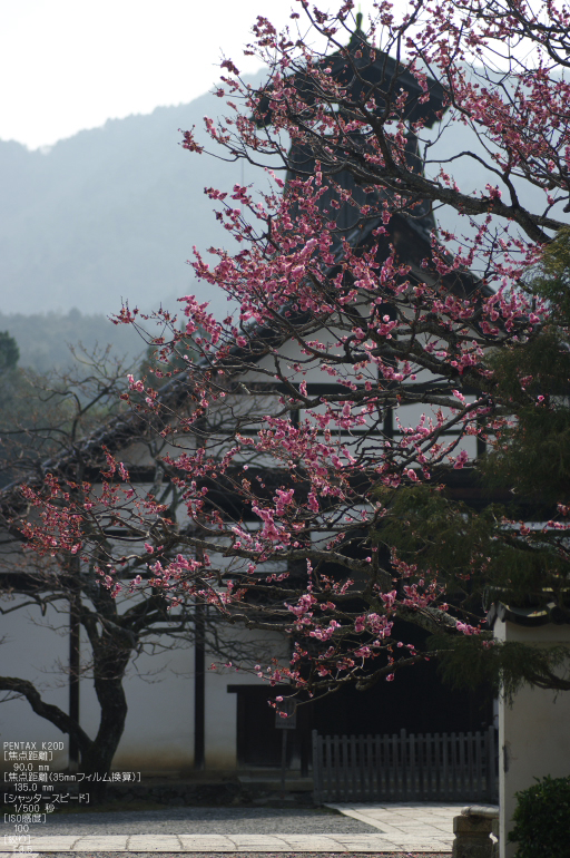 2011_4_三宝院・桜_8.jpg