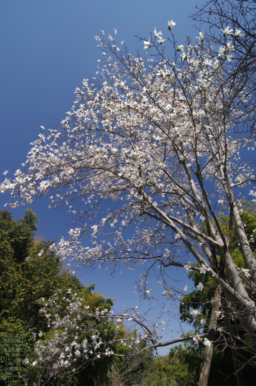 2011_4_久延彦神社_8.jpg