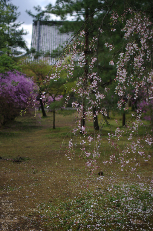 2011_4_仁和寺・桜_14.jpg