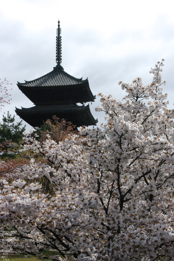 2011_4_仁和寺・桜_5.jpg