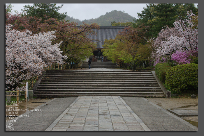 2011_4_仁和寺・桜_top.jpg