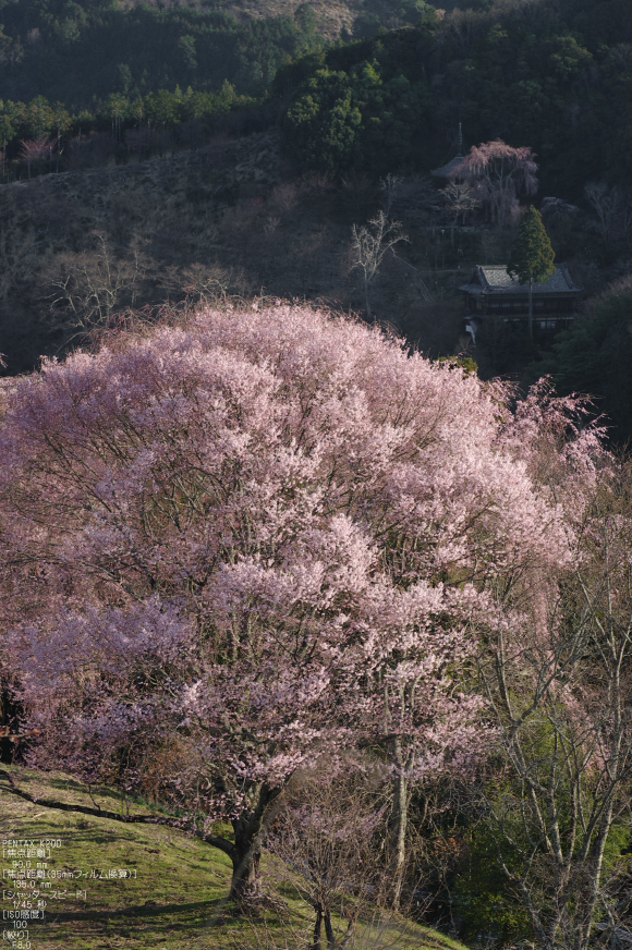 2011_4_吉野山・桜_1.jpg