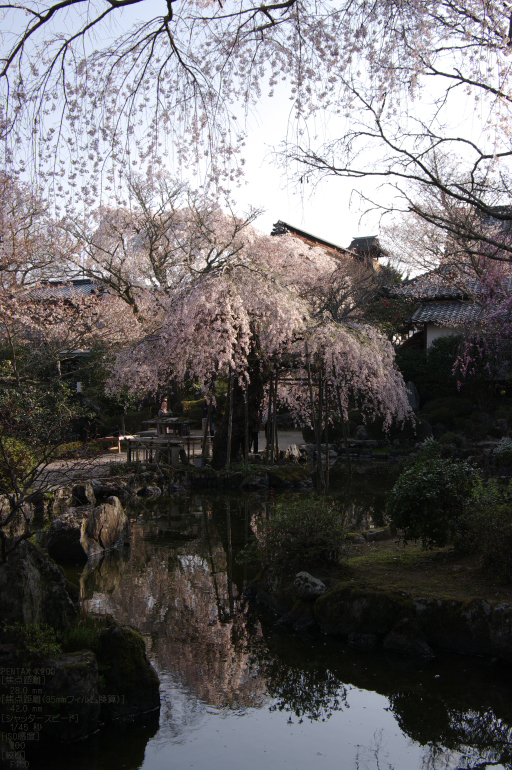 2011_4_吉野山・桜_34a.jpg