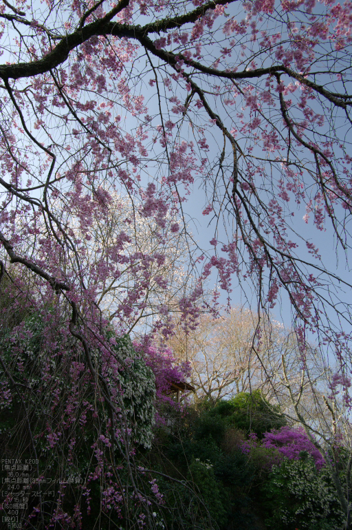 2011_4_吉野山・桜_36a.jpg