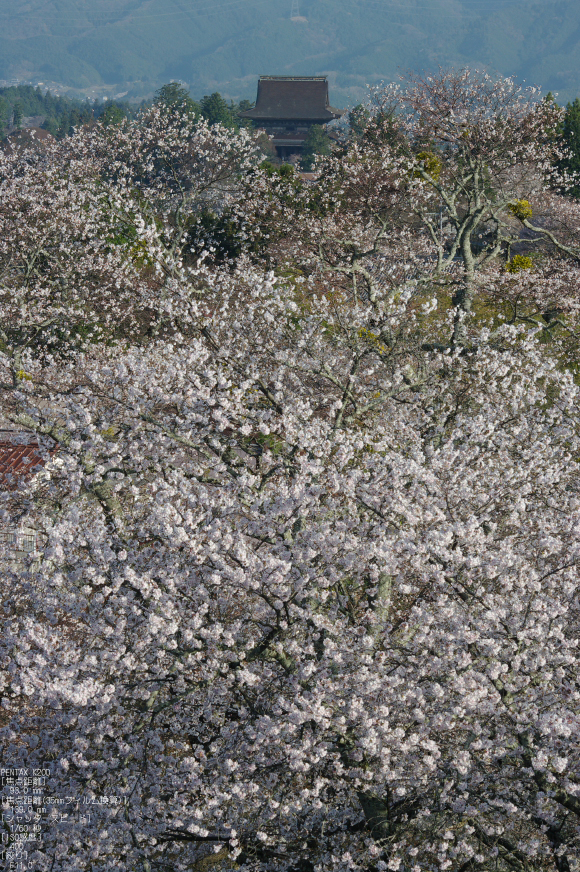 2011_4_吉野山・桜_39ex.jpg