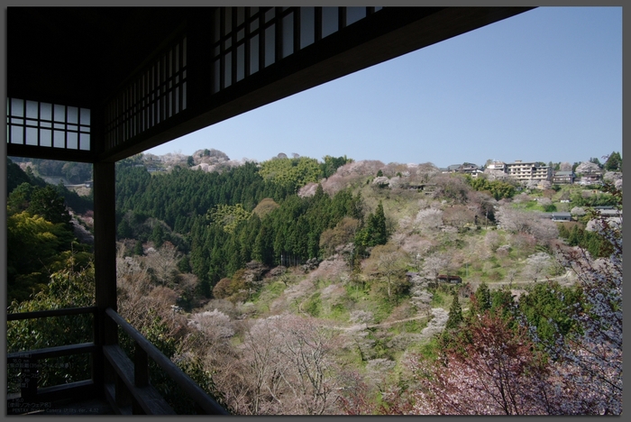 2011_4_吉野山・桜_t3.jpg