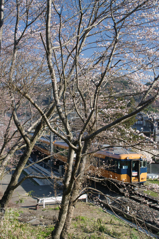 2011_4_吉野近鉄・桜_1.jpg