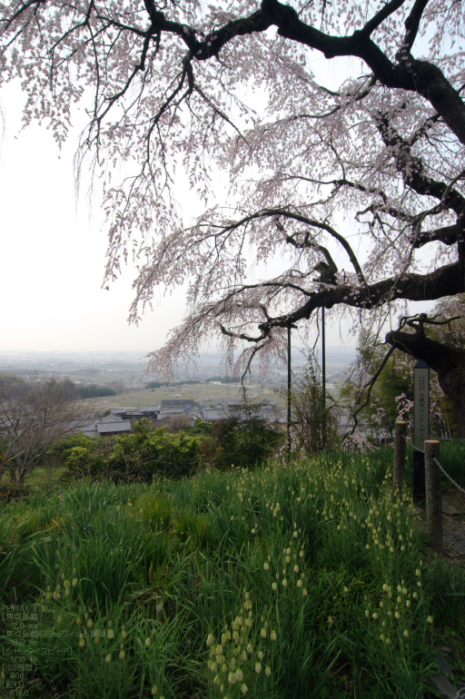 2011_4_地蔵禅院・桜_11.jpg