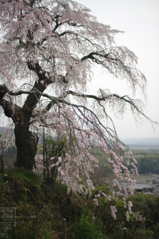 2011_4_地蔵禅院・桜_14.jpg