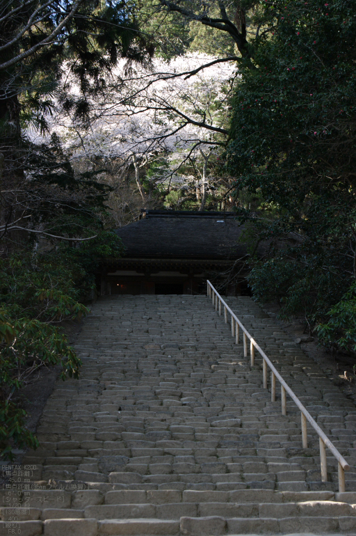 2011_4_室生寺・桜_4.jpg