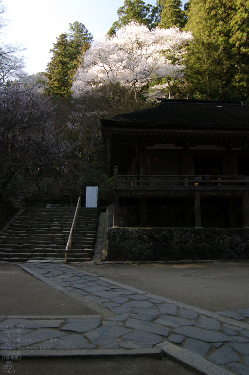 2011_4_室生寺・桜_5.jpg